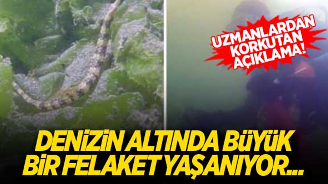 Uzmanlardan müsilaj açıklaması: "Aşağıda büyük bir felaket yaşanıyor"