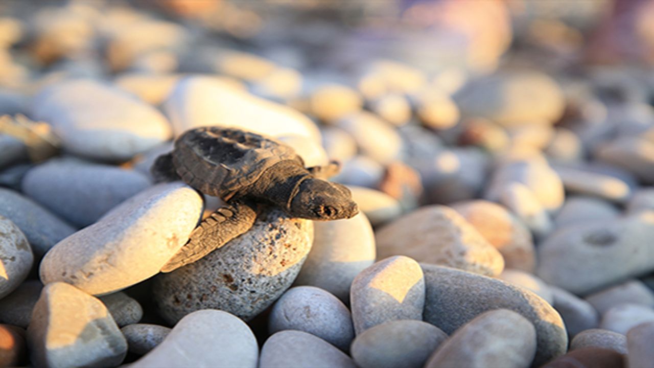 Antalya'da caretta caretta yavruları denizle buluşmaya başladı