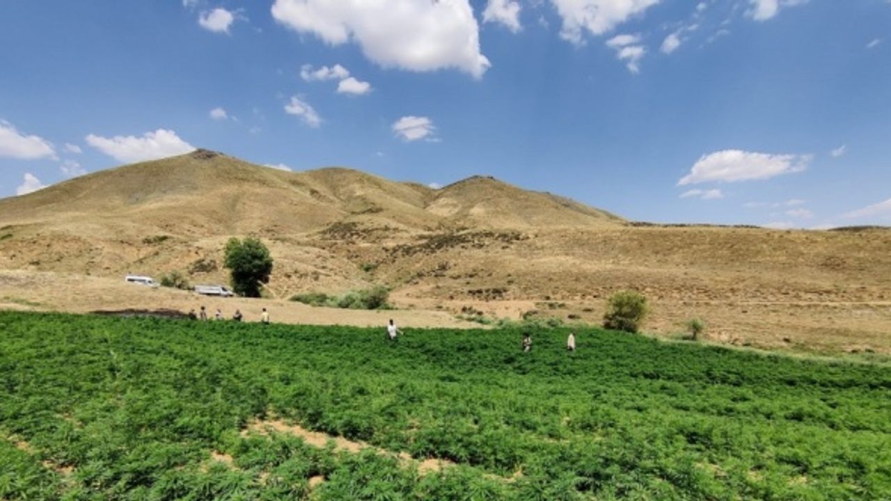 Bingöl'de Eren-4 Narkoterör Operasyonu'nda 15 milyon 217 bin kök kenevir ele geçirildi