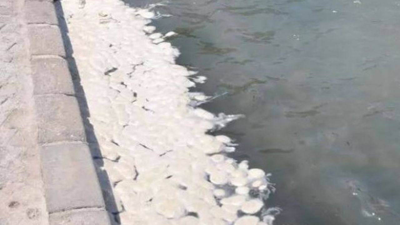 Ege Denizi'nde endişelendiren görüntüler...