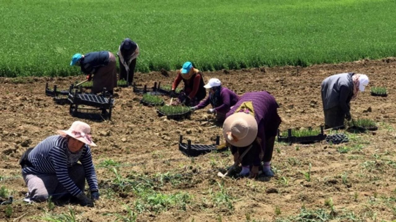 Kocaeli'de 2,5 milyon tıbbi ve aromatik bitki fidesi toprakla buluştu