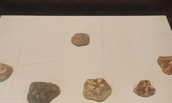 2 milyon yaşında olduğu değerlendirilen 6 deniz yıldızı fosili ele geçirildi
