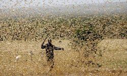 Çekirge sürüleri o ülkede 15 ilçeyi istila etti