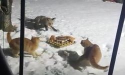 Erzincan'da aç kalan tilki kurnazlığıyla bahçedeki kedilerin yemeğine ortak oldu