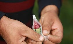 Filistinli Mümin, nadir çiçek türleri üreterek İsrail'in bu alandaki tekeliyle mücadele ediyor