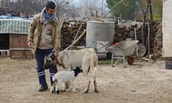 Gaziantep'te dişi köpek kendi yavrularının yanı sıra bir kuzuya da annelik ediyor