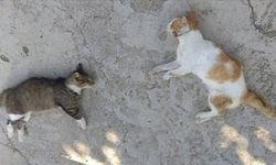 Mersin'de ölü bulunan 13 kedide zehirlenme bulgusuna rastlanmadı