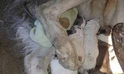 Gürcistan'da yeşil bir köpek doğdu
