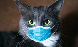 İlk kez bir kedi koronavirüse yakalandı