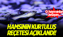 Hamsiyi kurtarmak için flaş öneri: Yunusları avlayalım!