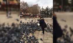 Kısıtlamada Kastamonu'nun tarihi meydanındaki kuşlar unutulmadı