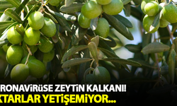Koronavirüse zeytin kalkanı!