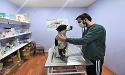 Ordu'da eziyet edildiği öne sürülen sokak köpeğini belediye başkanı sahiplendi