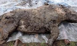 Rusya'da bulundu! 50 bin yıl sonra sapasağlam ortaya çıktı!