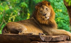 Rüyada Aslan Görmek