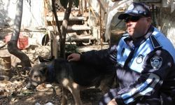 Cezaevine gönderilen tutuklunun köpek ve kedilerine belediye sahip çıktı