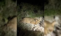Aydın'da nesli tükenmekte olan saz kedisi görüntülendi
