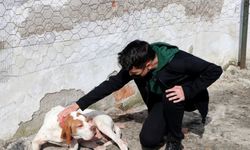Ortaokul öğrencisinin kumbarasıyla başlayan kampanyayla ameliyat edilen “Cangöz“ görmeye başladı