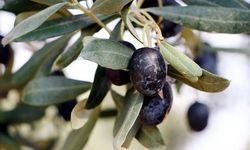 Rüyada zeytin görmek ne anlama gelir?