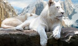 Rüyada aslan görmek ne anlama gelir?