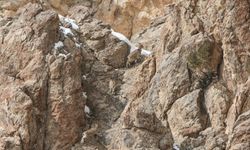 Yaban keçileri için Van'daki Pagan Dağı'na at ve eşeklerle ot taşıdılar
