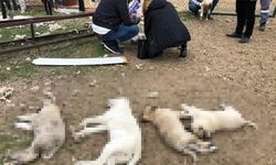 Ankara Polatlı'da köpek katliamı! 22 köpek...