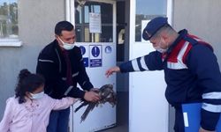 Elazığ'da jandarmanın yol kenarında bulduğu yaralı kartal tedavi altına alındı