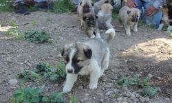 Artvin'de annesiz kalan 7 köpek yavrusu koruma altına alındı