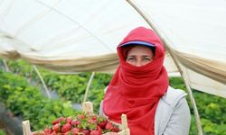 Aydın'daki çilek seralarında kadın işçilerin “emek mücadelesi“ devam ediyor