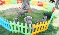 Konya'da 11 köpeğe şiddet uyguladığı belirlenen kadın hakkında yasal işlem başlatıldı