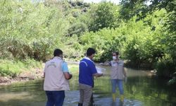 Osmaniye'de görülen toplu balık ölümleri nedeniyle inceleme başlatıldı