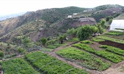 Siirt'in Ulaştı köyünde imece usulü yılda yaklaşık 20 milyon sebze fidesi üretiliyor