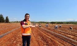 Antalya'da belediyenin tarlaya dönüştürdüğü alanda karpuz, kavun yetiştirilecek