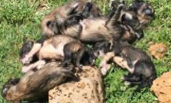 Bunun adı canilik! Denizli'de 20 yavru köpek çuval içine ölü olarak bulundu!