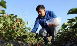 Çiftçiler 'meyve yetişmez' denilen Ağrı'da devlet desteğiyle kurulan seralarda 240 ton çilek rekoltesi bekliyor