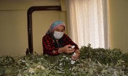 Gaziantepli ev hanımı devlet desteğiyle ipek böceği yetiştiricisi oldu