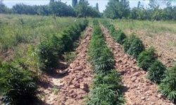 Malatya'da 43 bin 500 kök Hint keneviri ve 25 kilogram esrar ele geçirildi