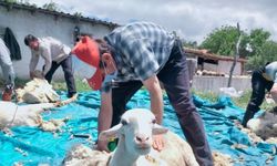 Manisa'da besicilerin "koyun kırkma" mesaisi başladı