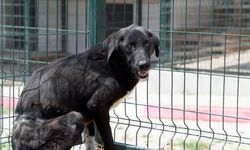 Mersin'de belinden çelik telle ağaca bağlı bulunan köpek tedavi altına alındı