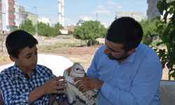 Şanlıurfa'da yaralı bulunan peçeli baykuş korumaya alındı