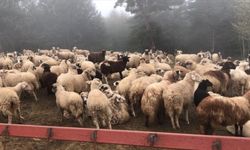 Ucuz araba vaadiyle 90 milyon liralık dolandırıcılık yapan şüphelilerin, çiftlik kurdukları ortaya çıktı