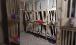 Van'da horoz dövüştürülen iş yerindeki 24 kişiye 32 bin 64 lira ceza verildi