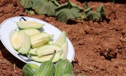 Viranşehir'in 'şelengo'su tescillenerek koruma altına alındı