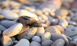 Antalya'da caretta caretta yavruları denizle buluşmaya başladı