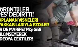 İşçiler toplanan vişnelerin üzerinde ayakkabıları ile gezdi, sonra da gülümseyerek video çekti!