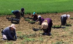Kocaeli'de 2,5 milyon tıbbi ve aromatik bitki fidesi toprakla buluştu