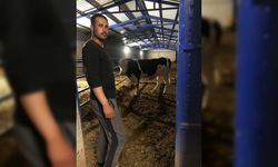 Konya'da boğanın saldırısına uğrayan çoban yaralandı