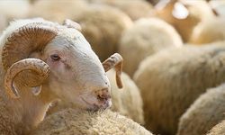 Kurban satış ve kesim yerlerinde Kovid-19 tedbirleri uygulanacak