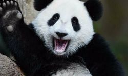 Pandalar 'nesli tükenmekte olan türler' kategorisinden çıkarıldı!