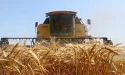 Tekirdağ'da buğdaydaki yüksek rekolte çiftçinin yüzünü güldürüyor